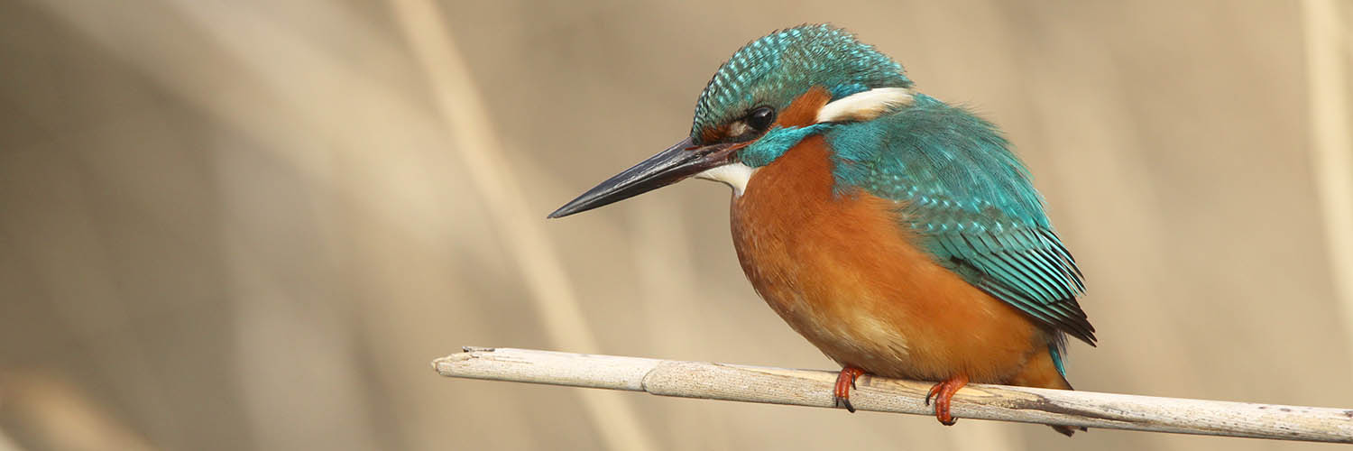 IJsvogel (Alcedo atthis)